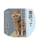 ねこ・うさぎ（個別スタンプ：6）