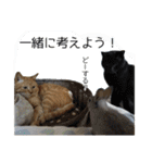 ねこ・うさぎ（個別スタンプ：15）