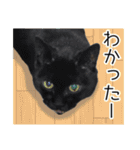 ねこ・うさぎ（個別スタンプ：17）