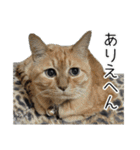 ねこ・うさぎ（個別スタンプ：19）