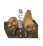 ねこ・うさぎ（個別スタンプ：20）