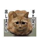 ねこ・うさぎ（個別スタンプ：26）