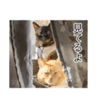 ねこ・うさぎ（個別スタンプ：28）