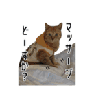 ねこ・うさぎ（個別スタンプ：39）