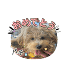 杏子ちゃんスタンプ3（個別スタンプ：27）