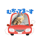 杏子ちゃんスタンプ3（個別スタンプ：30）