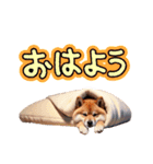柴犬太の冬休み（個別スタンプ：3）