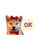 柴犬太の冬休み（個別スタンプ：5）