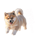 柴犬太の冬休み（個別スタンプ：6）