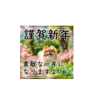 飛び出す！可愛いポメラニアンあけおめ（個別スタンプ：16）