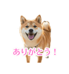 ぽんた専用スタンプ（個別スタンプ：1）