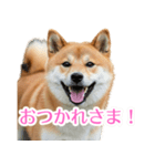 ぽんた専用スタンプ（個別スタンプ：3）