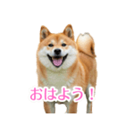 ぽんた専用スタンプ（個別スタンプ：5）