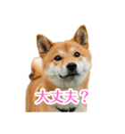 ぽんた専用スタンプ（個別スタンプ：6）