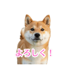 ぽんた専用スタンプ（個別スタンプ：7）