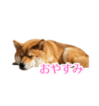 ぽんた専用スタンプ（個別スタンプ：8）