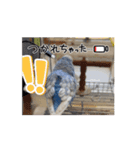 動くセキセイインコのあおちゃんステッカー（個別スタンプ：9）