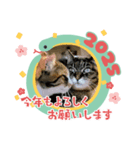 ねことも＆うちのねこ☆巳年（個別スタンプ：5）