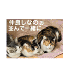 我が家の猫家族の日常（個別スタンプ：3）