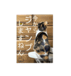 我が家の猫家族の日常（個別スタンプ：5）