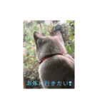 我が家の猫家族の日常（個別スタンプ：11）