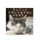 我が家の猫家族の日常（個別スタンプ：14）