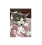 我が家の猫家族の日常（個別スタンプ：17）