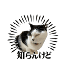 みい子からねえねへ15（個別スタンプ：5）