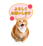 かわいい猫写真♪年賀BIGスタンプ 2025（個別スタンプ：10）