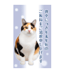 かわいい猫写真♪年賀BIGスタンプ 2025（個別スタンプ：12）