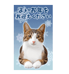 かわいい猫写真♪年賀BIGスタンプ 2025（個別スタンプ：14）