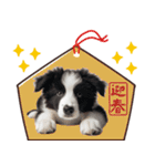 2025 ボーダーコリー子犬（個別スタンプ：5）