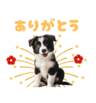 2025 ボーダーコリー子犬（個別スタンプ：16）