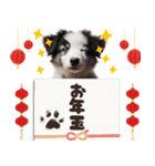 2025 ボーダーコリー子犬（個別スタンプ：19）