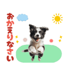 2025 ボーダーコリー子犬（個別スタンプ：31）