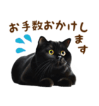 ▶飛び出る黒ねこのきづかい敬語（個別スタンプ：14）