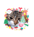 クリスマス読み聞かせさんと猫スタンプ（個別スタンプ：2）