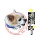 やんちゃ犬やんやの離れて暮らす家族連絡用（個別スタンプ：38）