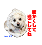 わたすげワンコ（個別スタンプ：2）
