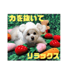 わたすげワンコ（個別スタンプ：3）