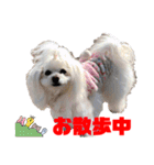 わたすげワンコ（個別スタンプ：11）