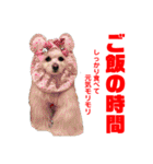 わたすげワンコ（個別スタンプ：14）