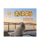 わたすげワンコ（個別スタンプ：15）