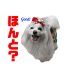 わたすげワンコ（個別スタンプ：19）