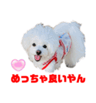 わたすげワンコ（個別スタンプ：24）