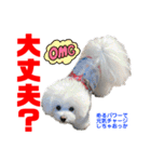 わたすげワンコ（個別スタンプ：25）