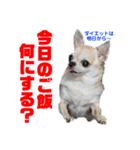 わたすげワンコ（個別スタンプ：31）