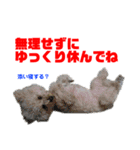 わたすげワンコ（個別スタンプ：33）