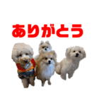 わたすげワンコ（個別スタンプ：34）