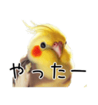 普段使いのオカメインコ 【使いやすさup】（個別スタンプ：5）